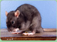 rat control Whittlesey
