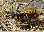 wasp control Whittlesey