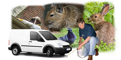 Whittlesey local van